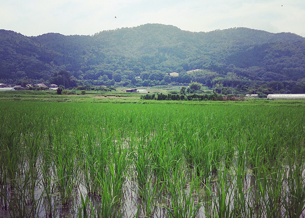 千代川町のお米作り